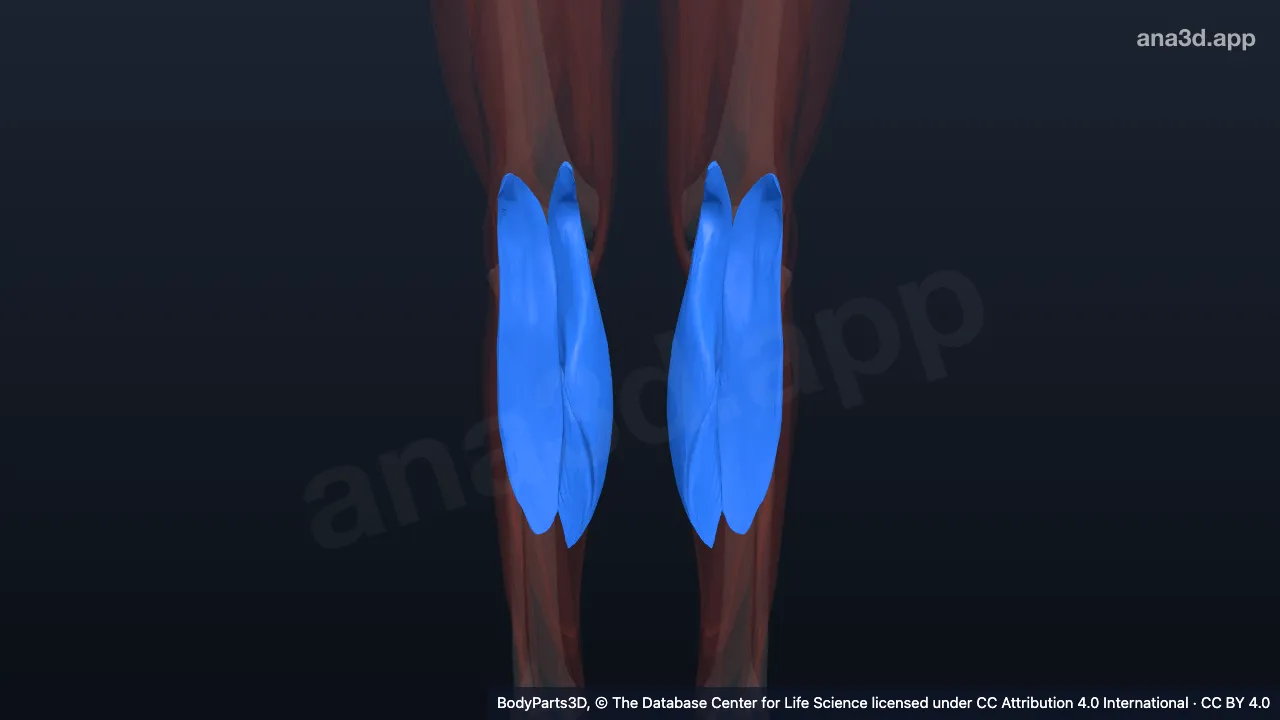 Modèle 3D : Chef du muscle gastrocnémien