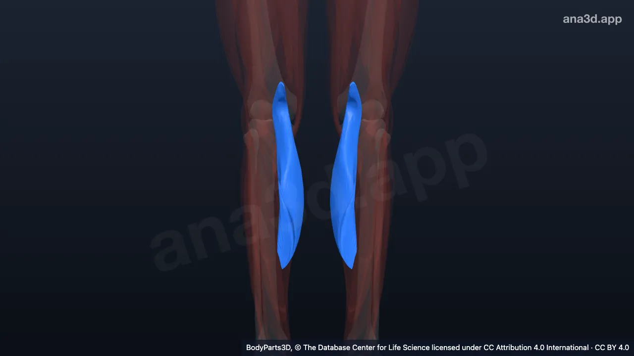 Gastrocnemius: anatomy, location and function