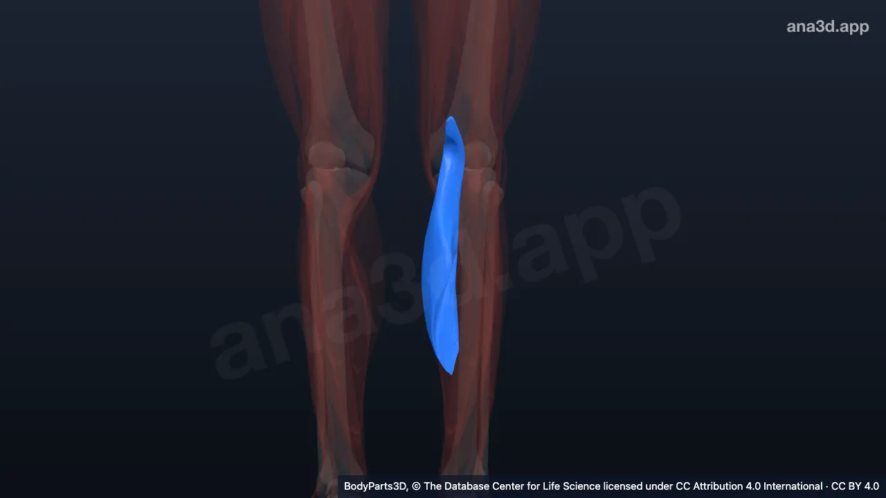 Mô hình 3D: Đầu trong của cơ bụng chân trái
