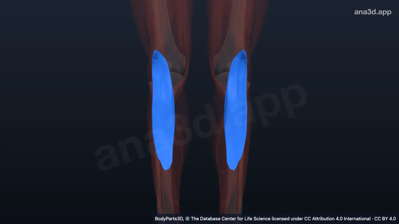 3D model: lateral head of gastrocnemius