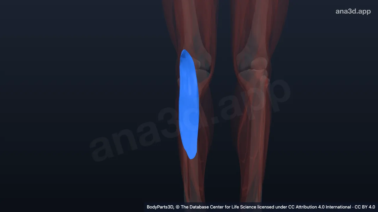 3D model: lateral head of right gastrocnemius