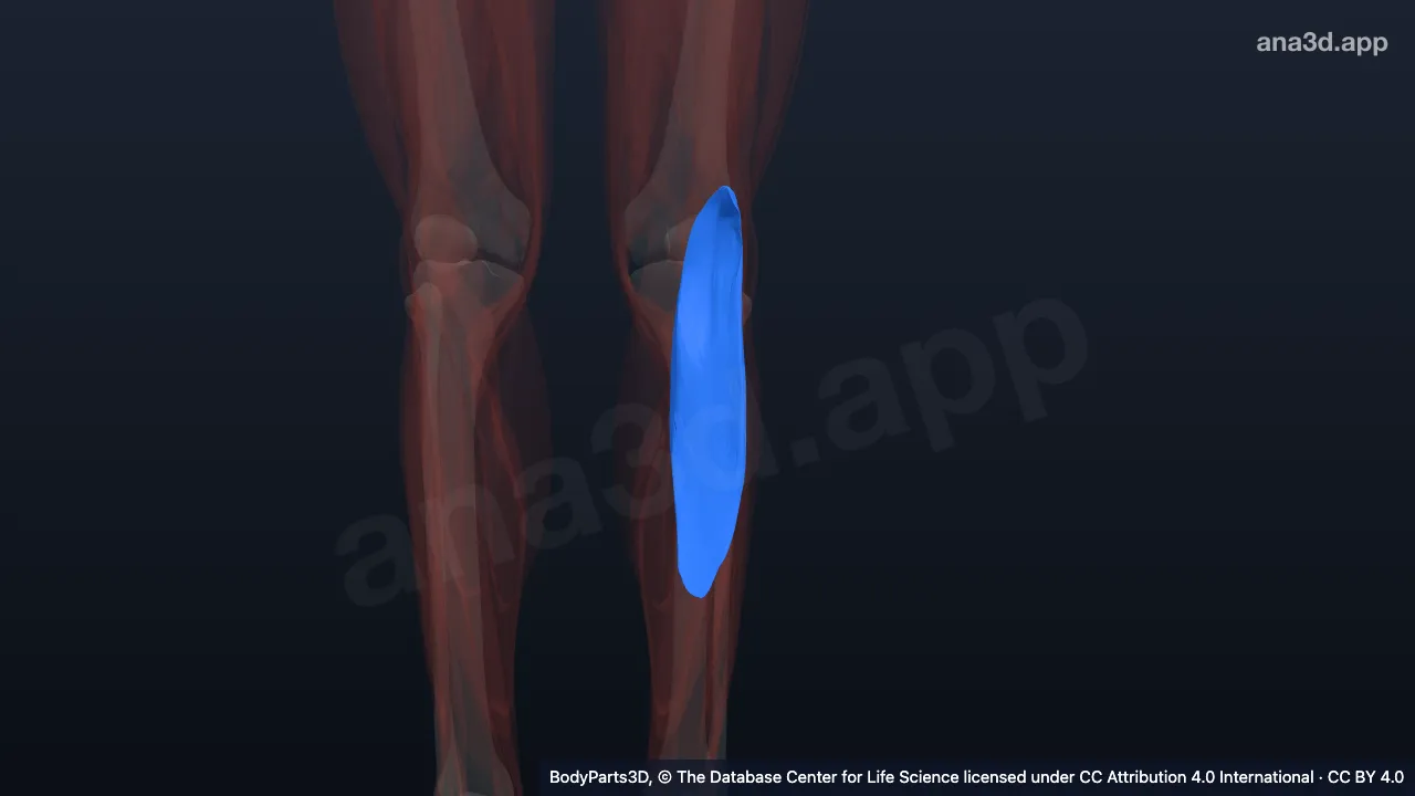 3D model: lateral head of left gastrocnemius