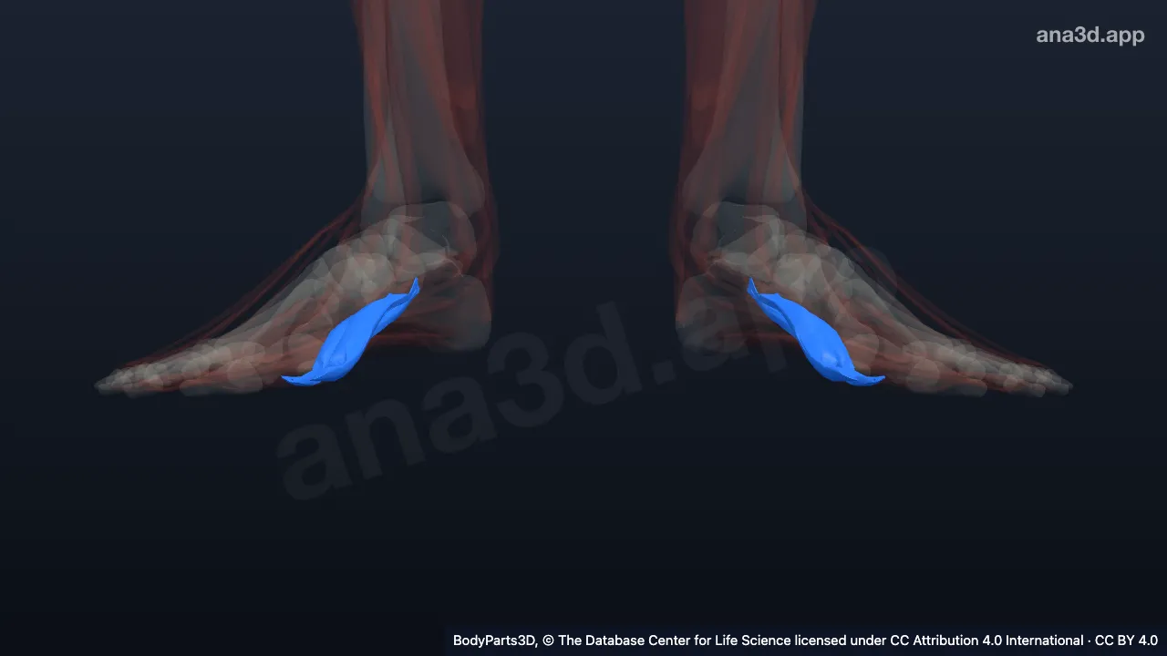 3D model: head of flexor hallucis brevis