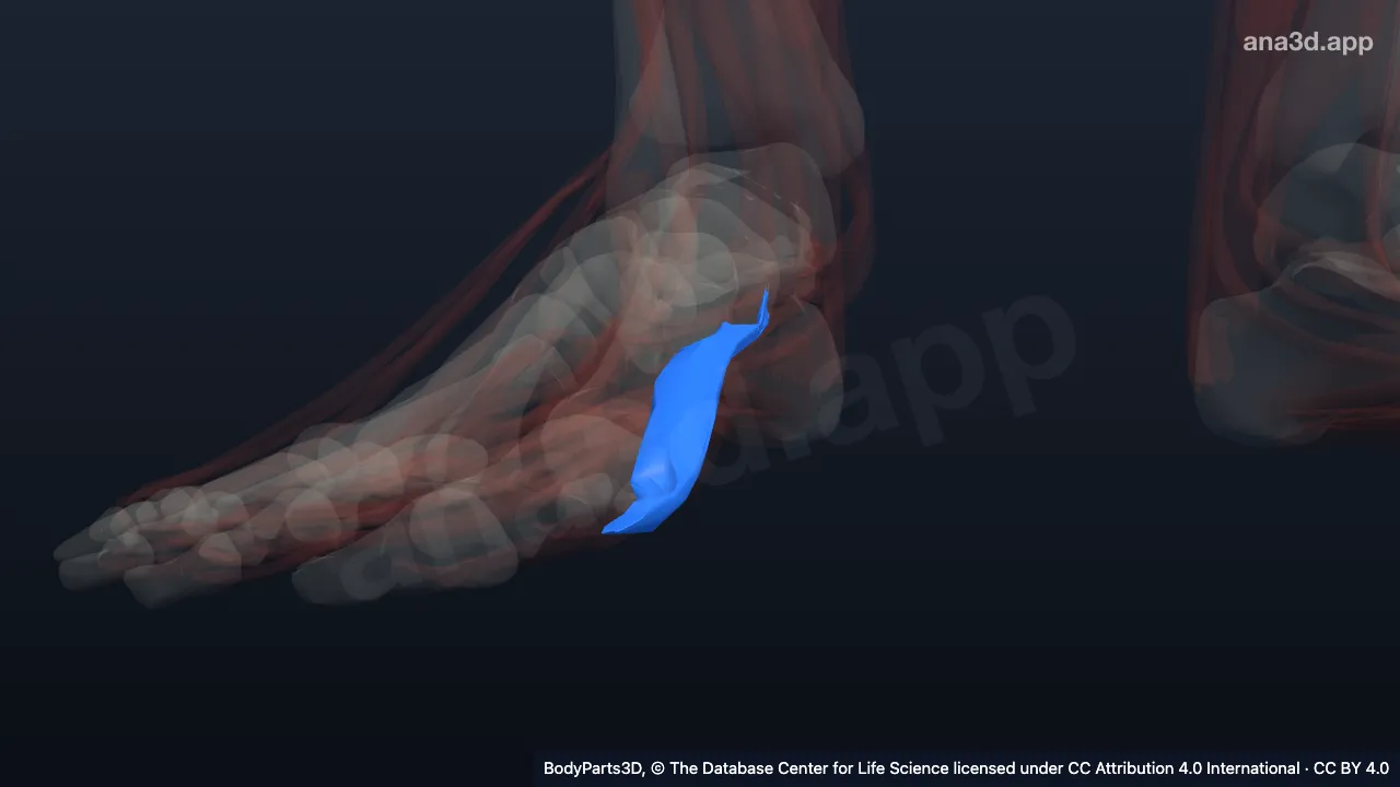 3D model: medial head of right flexor hallucis brevis