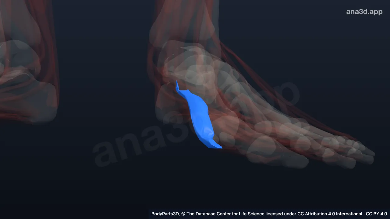 Modèle 3D : Chef médial du muscle court fléchisseur de l'hallux gauche