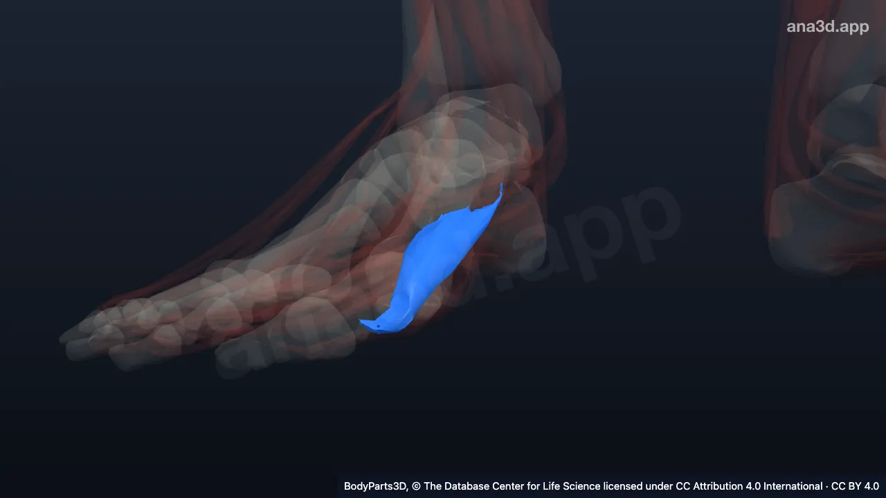 3D model: lateral head of right flexor hallucis brevis