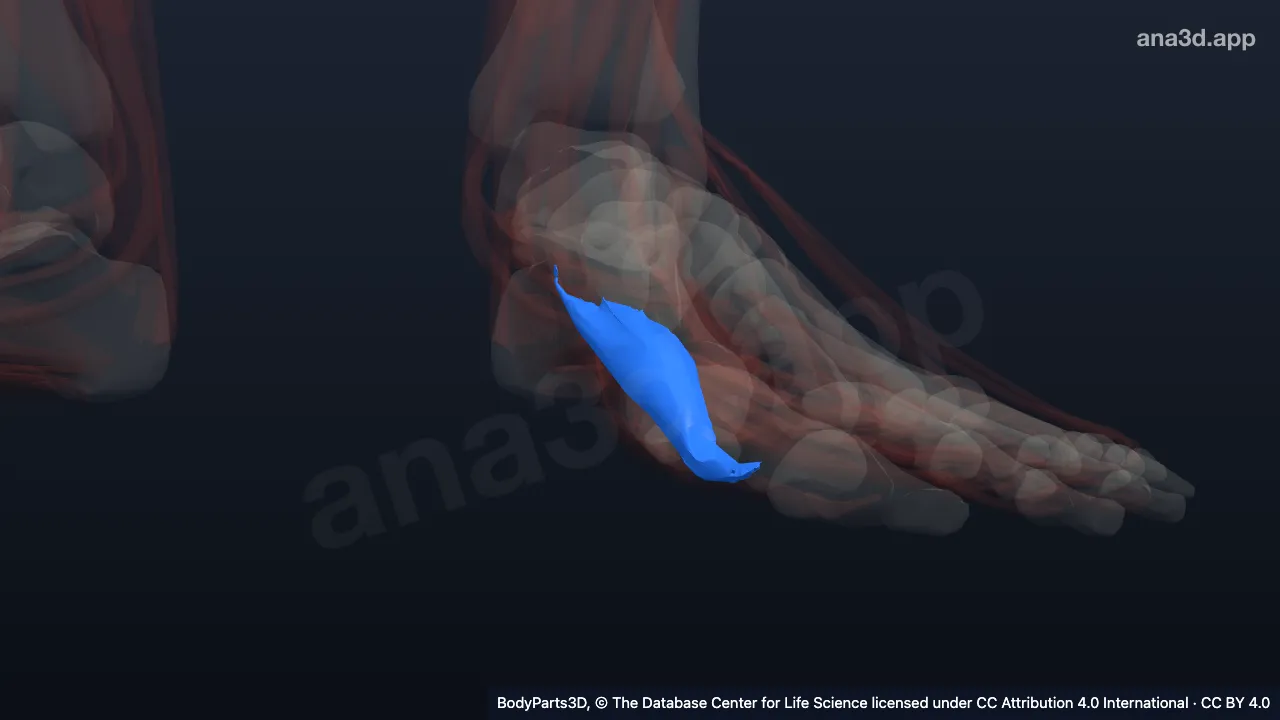 3D model: lateral head of left flexor hallucis brevis