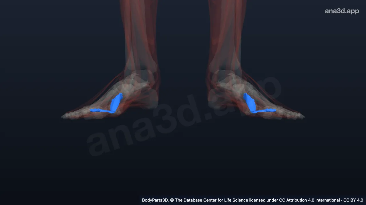 3D model: head of adductor hallucis