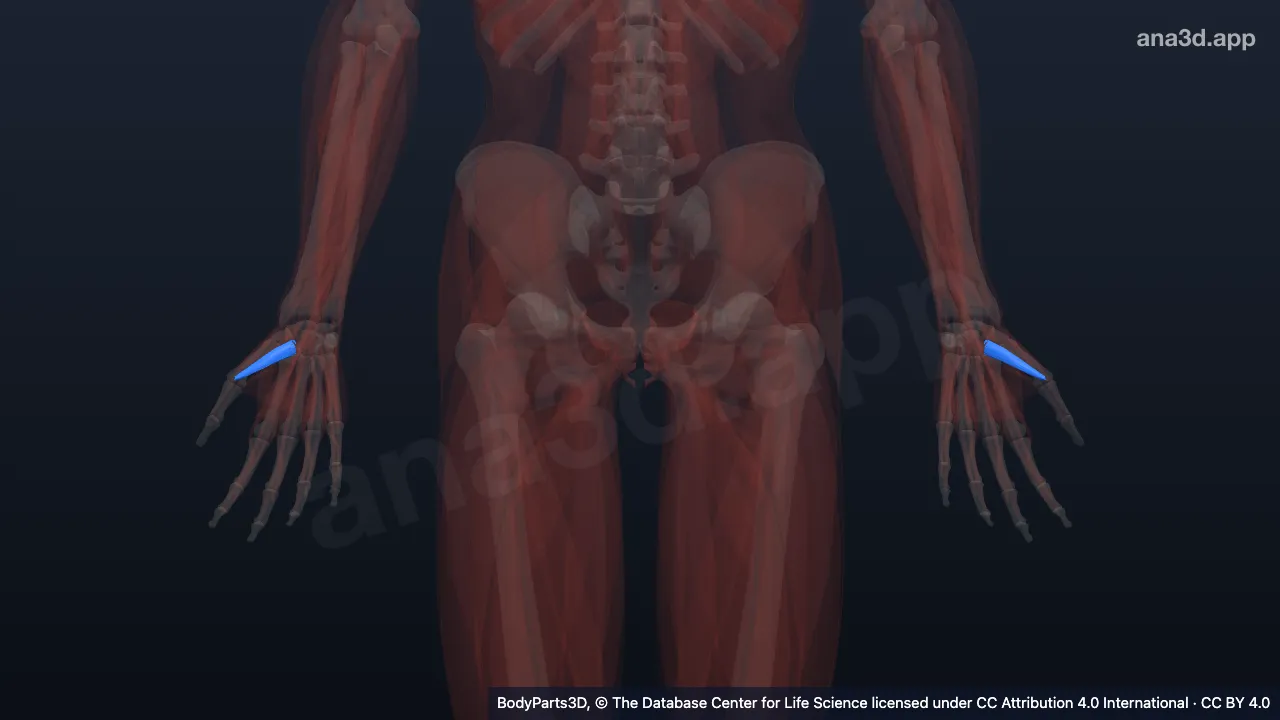 3D model: superficial head of flexor pollicis brevis