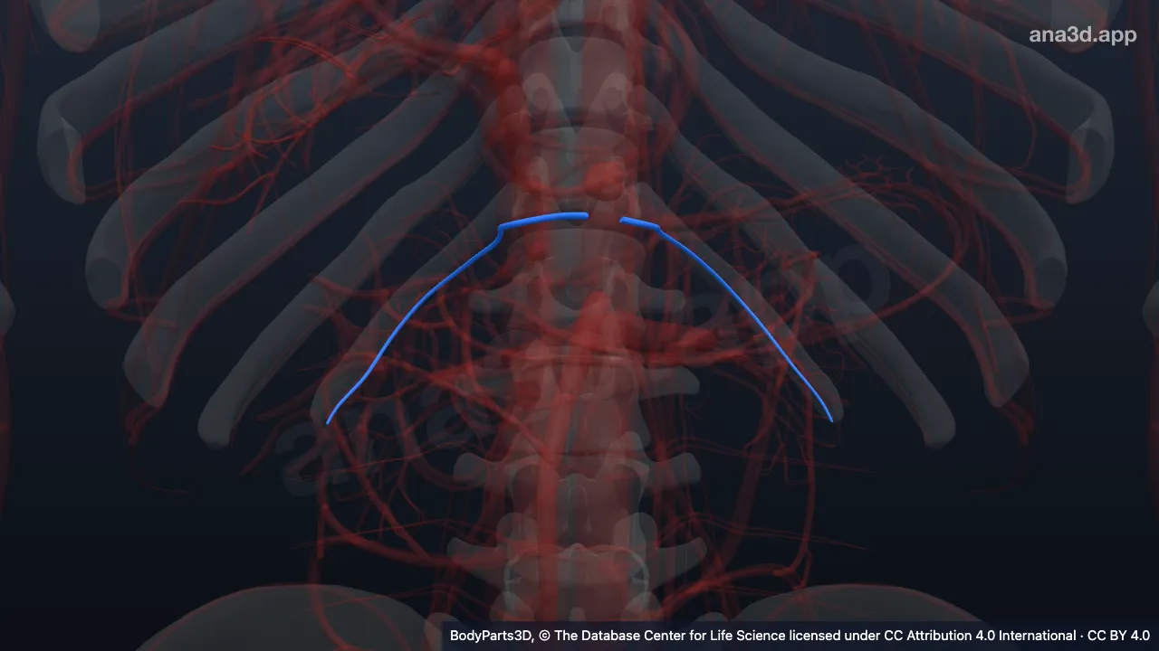 Modelo 3D: Artéria subcostal