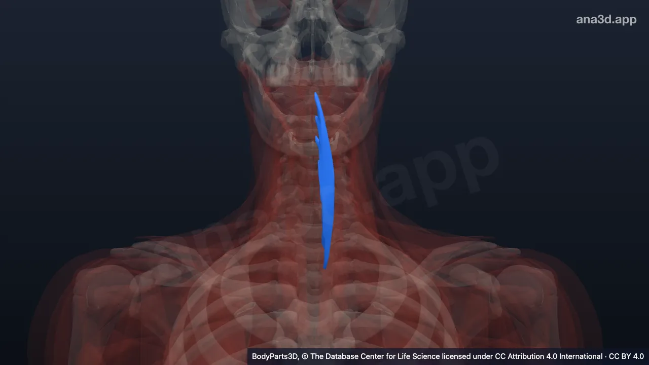 3D model: vertical intermediate part of longus colli