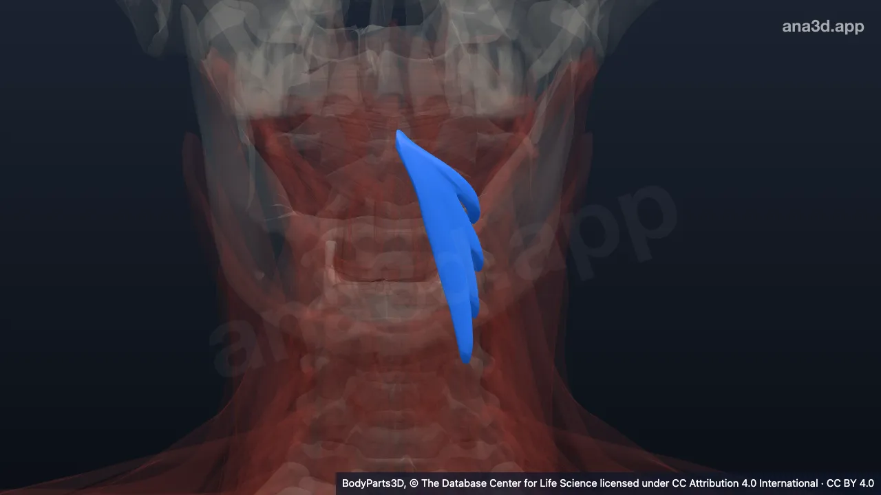 Mô hình 3D: Phần chéo trên của cơ dài cổ trái