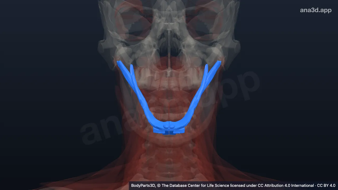 3D-Modell: Suprahyoidaler Muskel