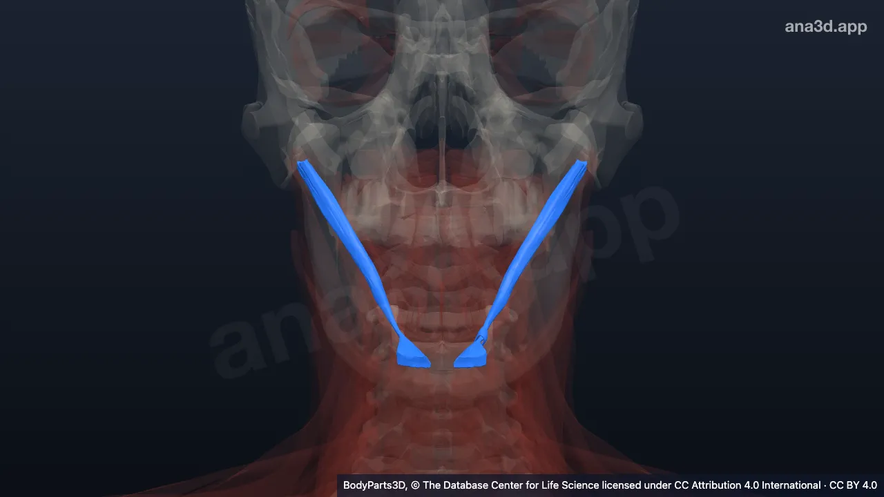 Model 3D: Otot digastrikus
