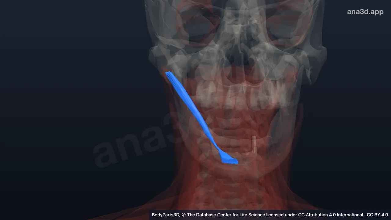 Model 3D: Otot digastrikus kanan