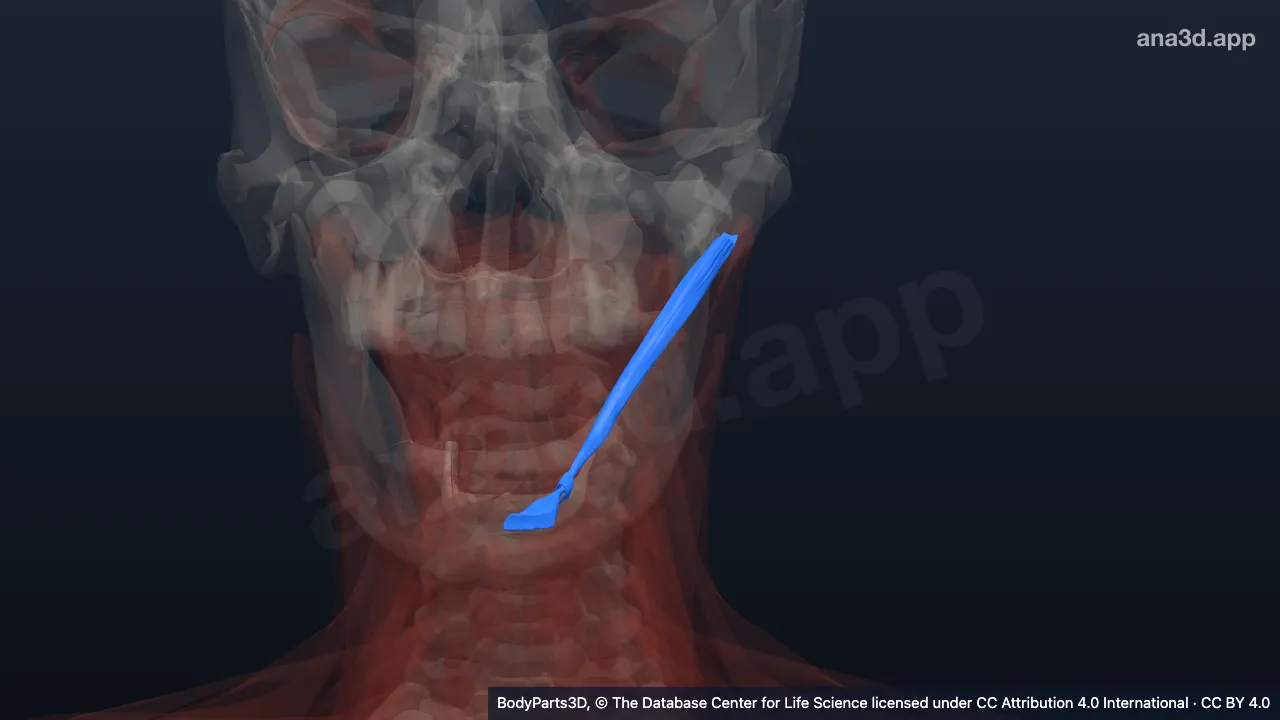 3D model: left digastric