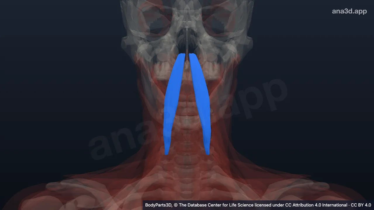 3D model: longus capitis