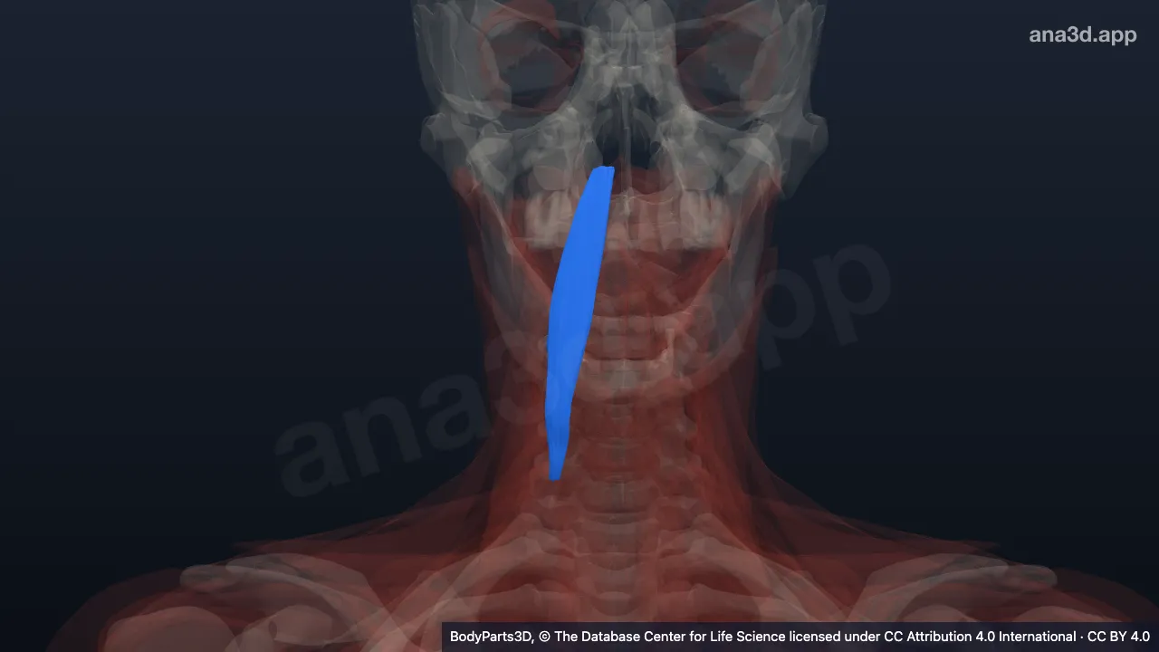 Model 3D: Otot longus kapitis kanan