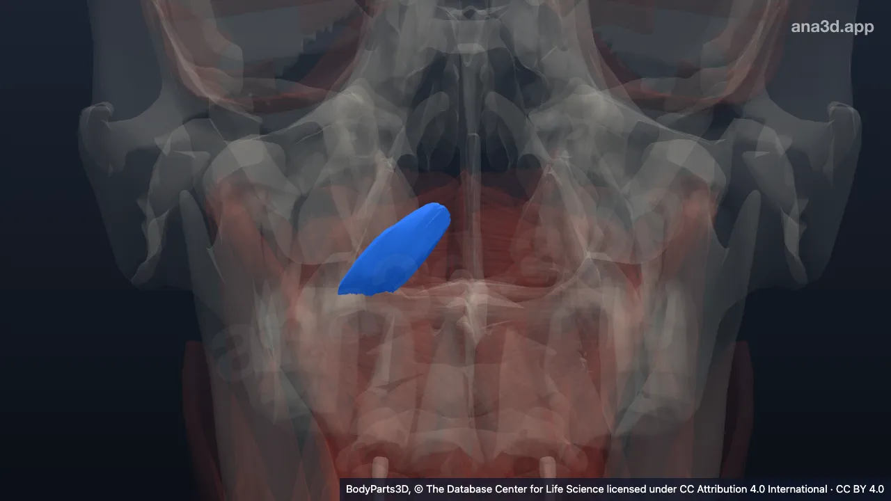 3D model: right rectus capitis anterior