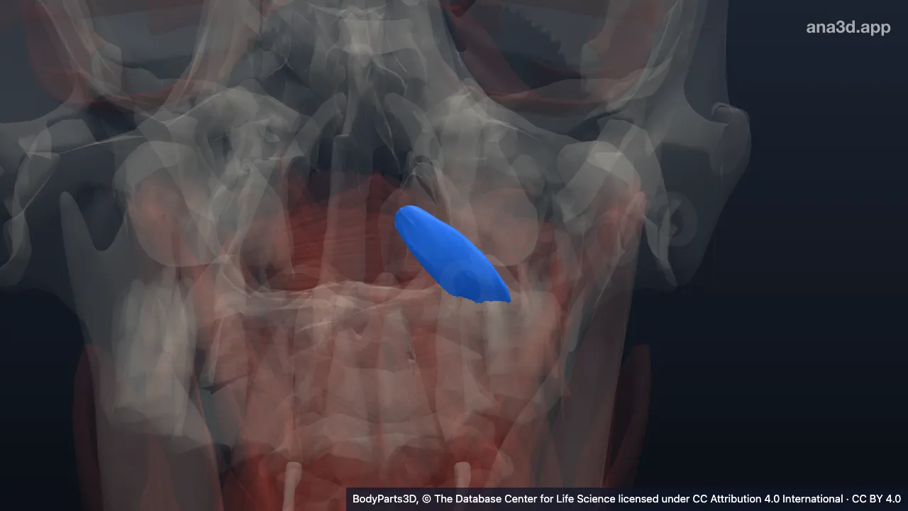 3D model: left rectus capitis anterior
