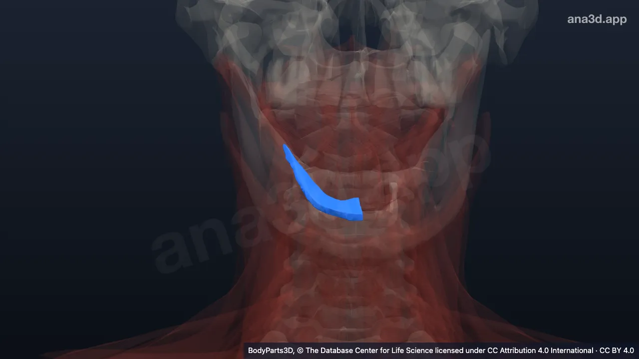 3D model: right mylohyoid