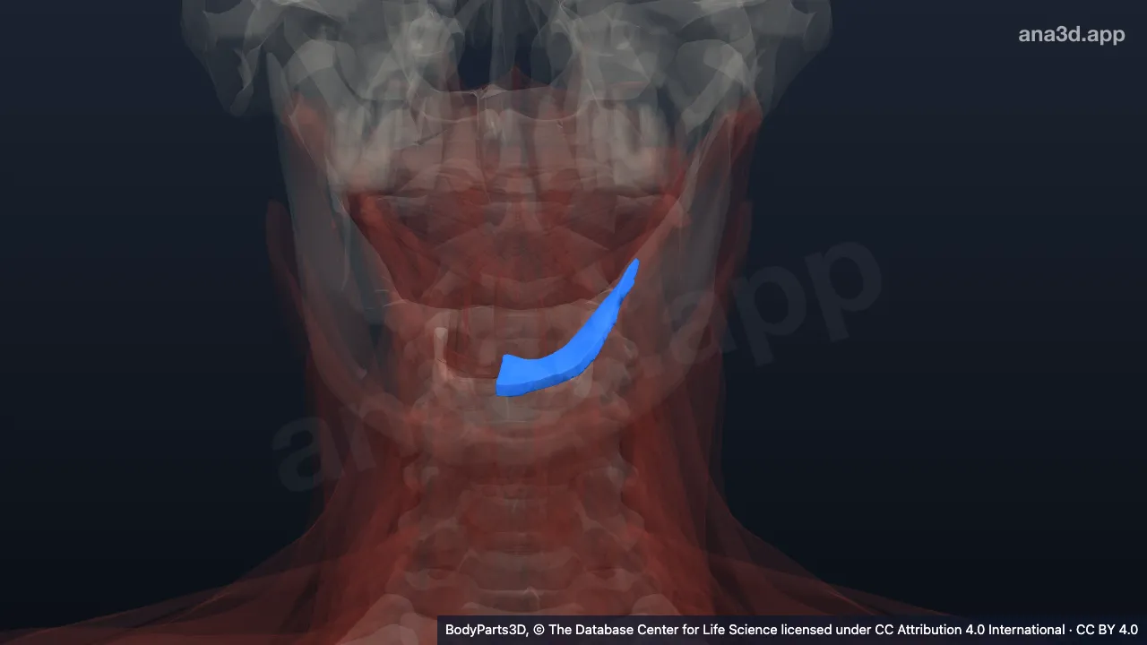 3D model: left mylohyoid