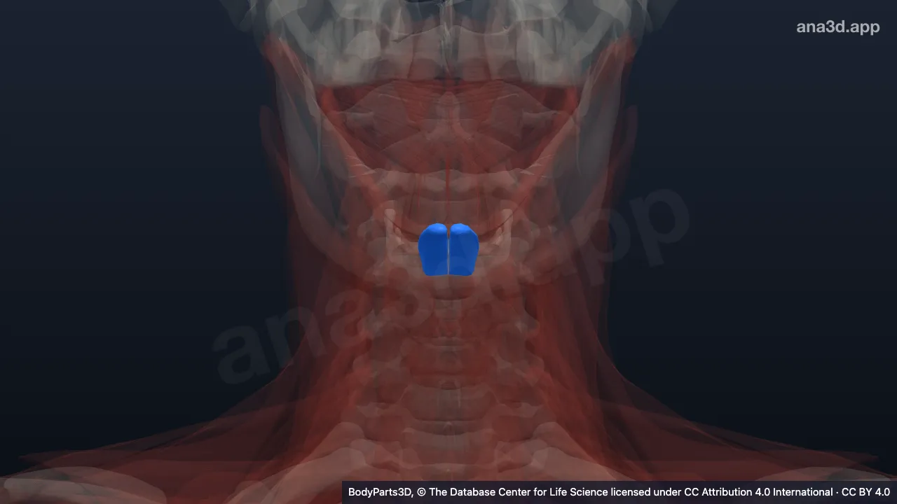 Modèle 3D : muscle génio-hyoïdien