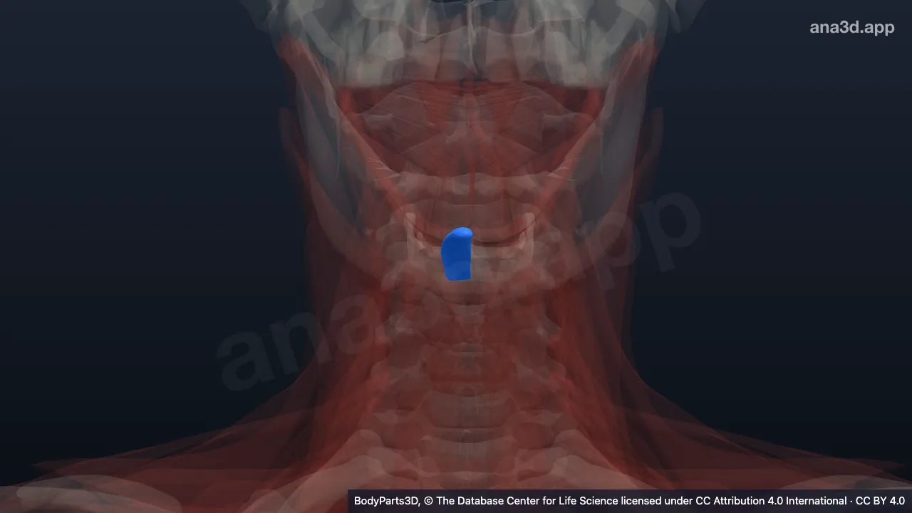 3D model: right geniohyoid