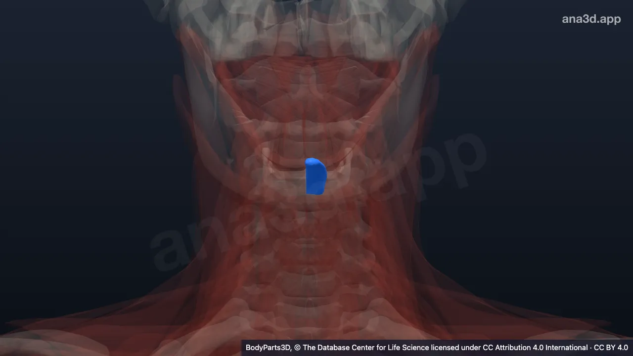 Model 3D: Otot geniohioid kiri