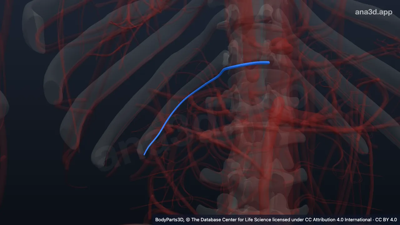 Model 3D: Arteri subkostalis kanan