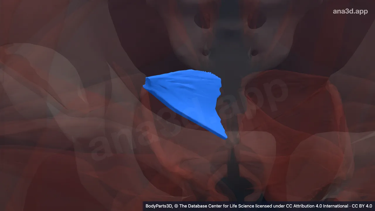 3D model: right coccygeus