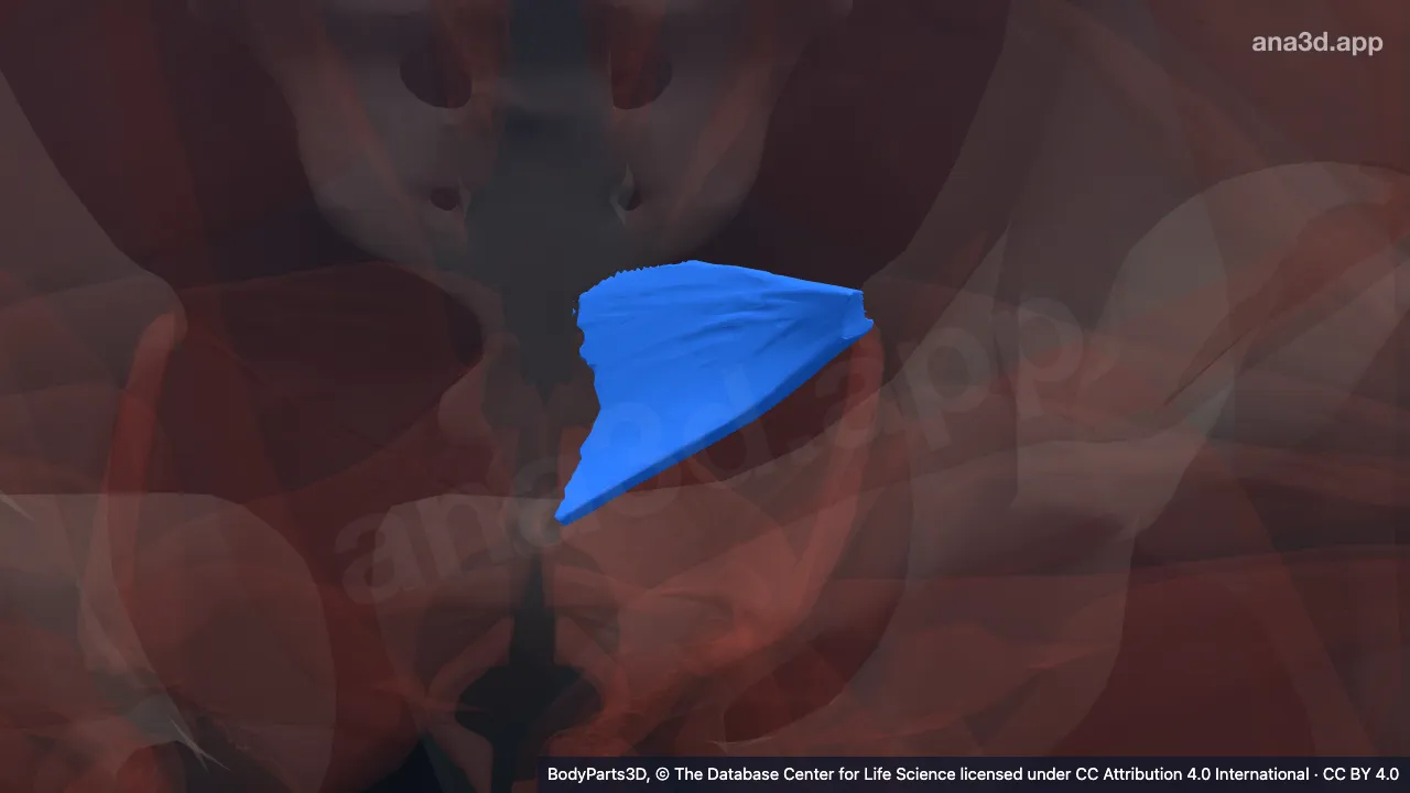 3D model: left coccygeus