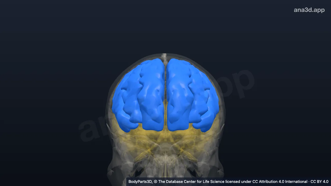 3D model: frontal part of head