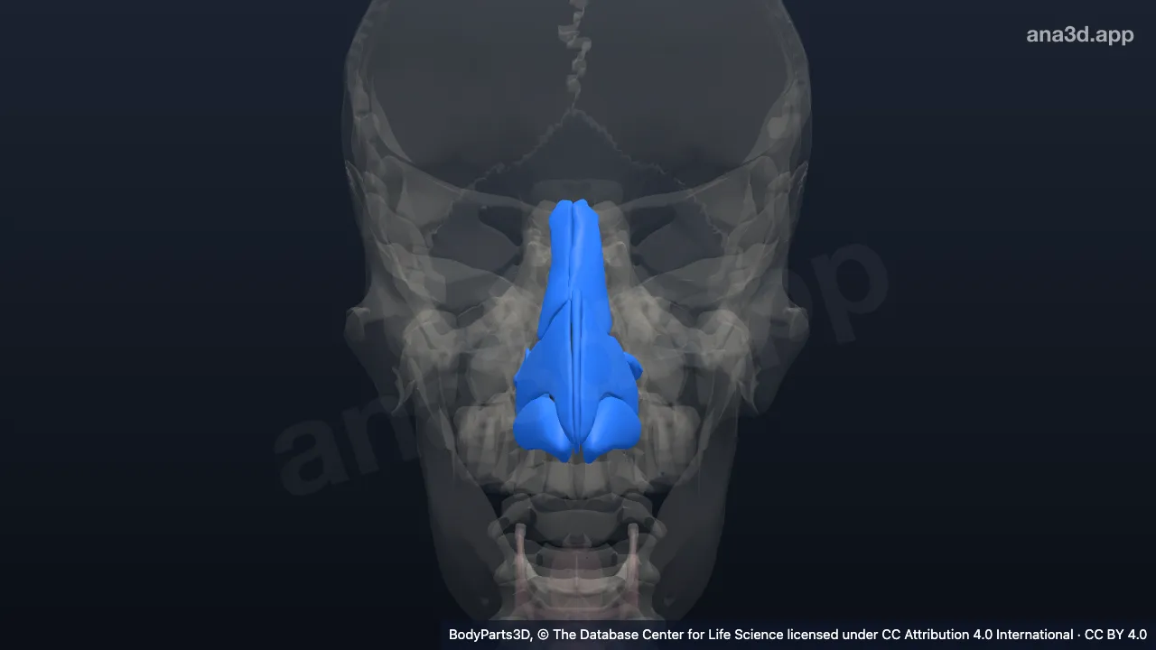 3D model: nose