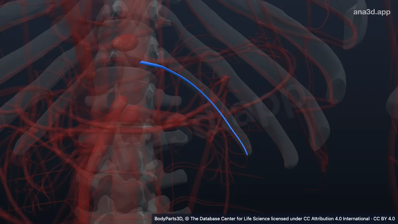 3D model: left subcostal artery