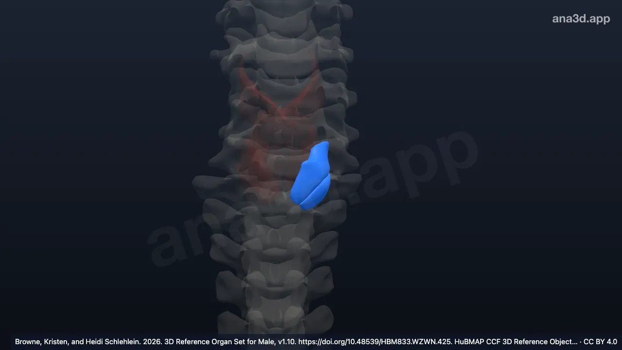 3D-Modell: Linker Musculus cricothyroideus