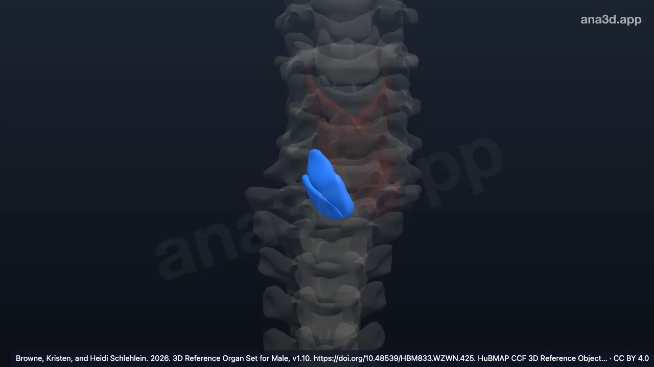 3D model: right cricothyroid muscle