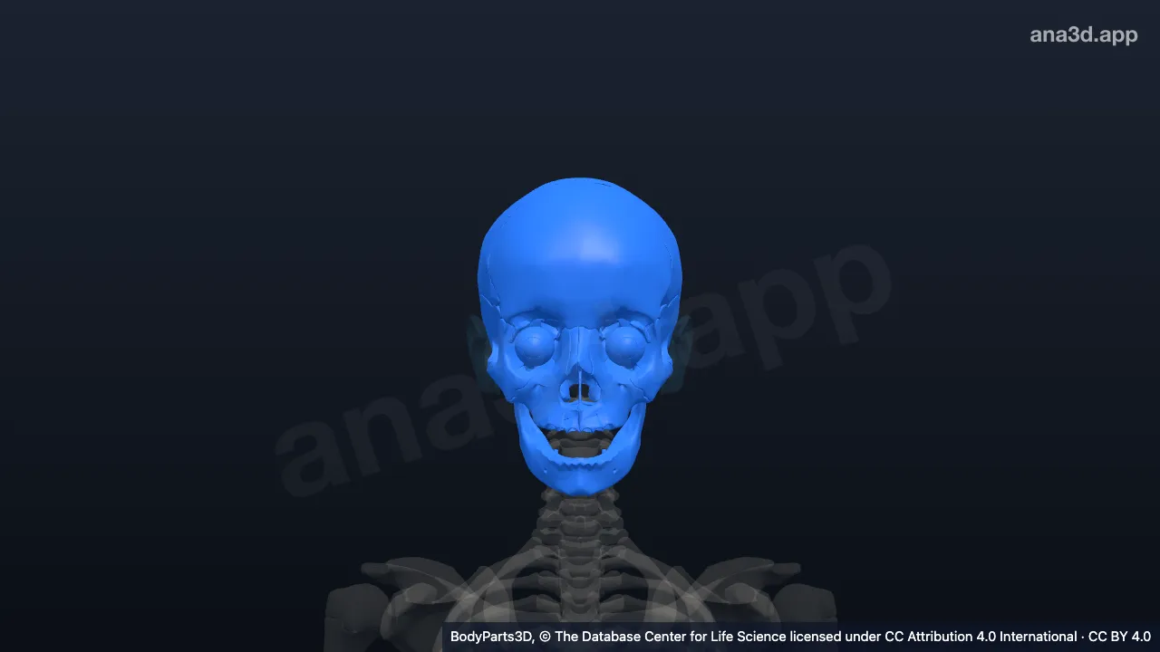 3D model: skull