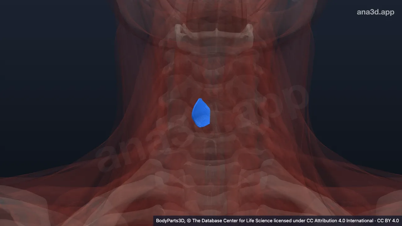 Model 3D: Otot krikoaritenoideus posterior kanan