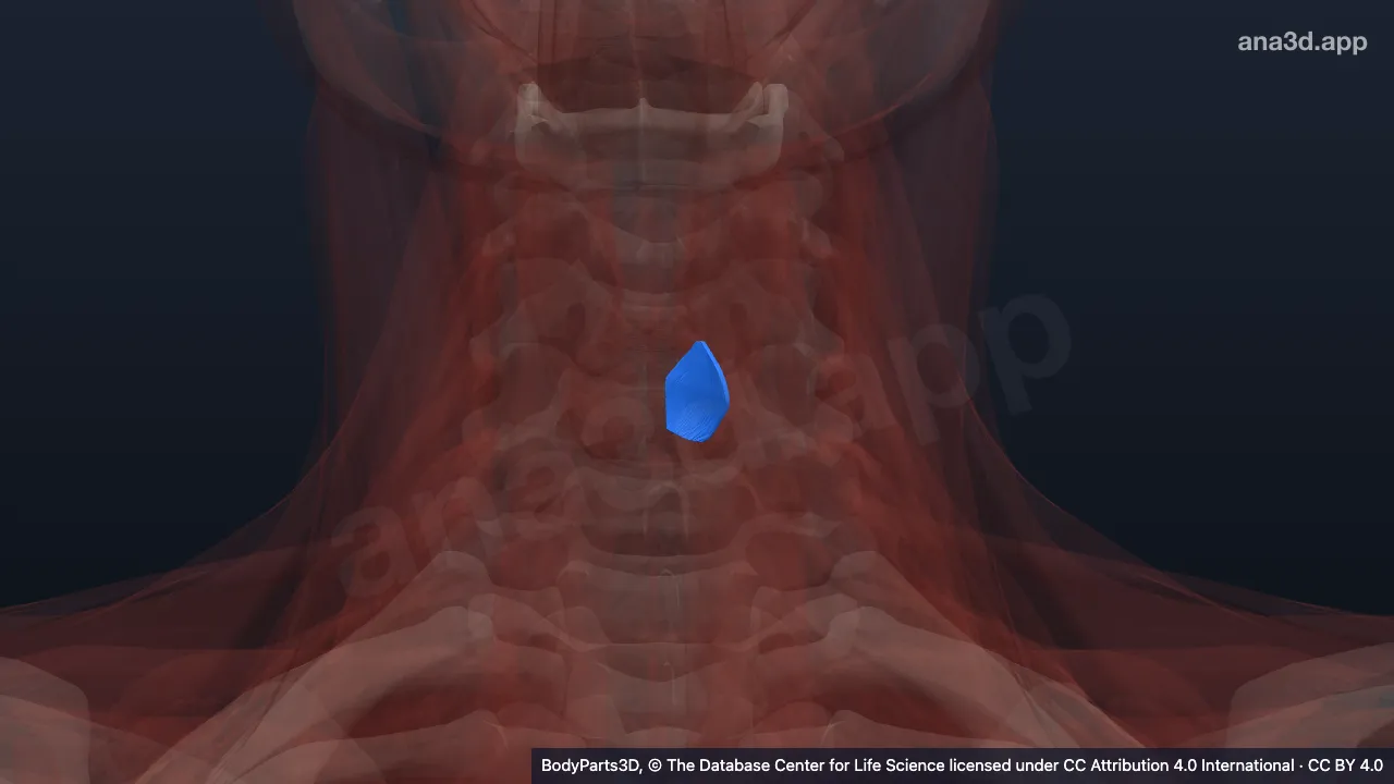 3D model: left posterior crico-arytenoid