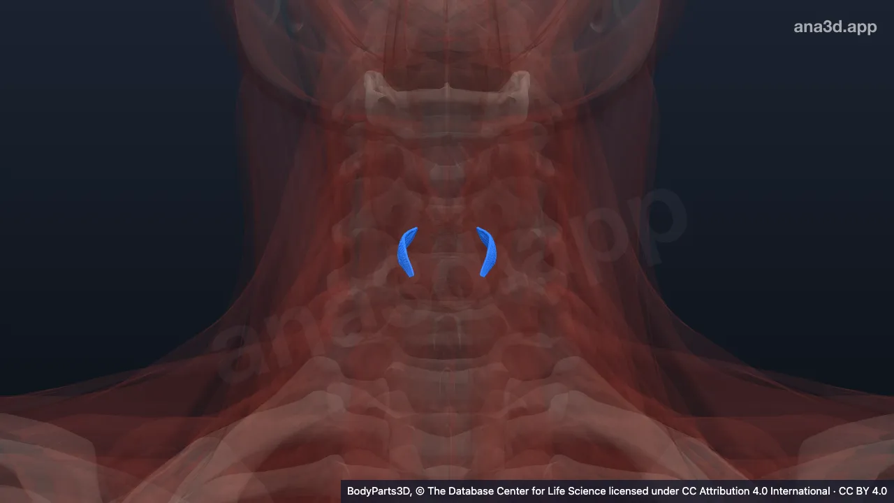 3D model: lateral crico-arytenoid