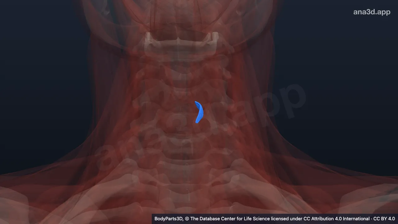 3D model: left lateral crico-arytenoid