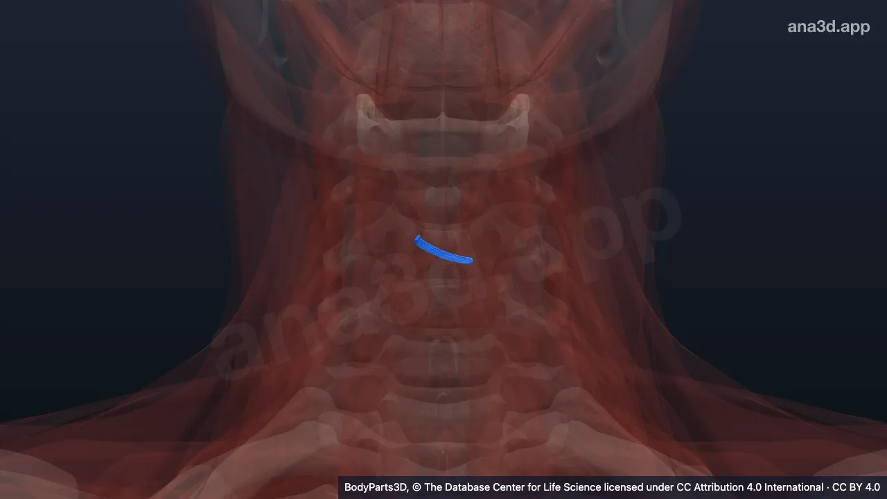 3D model: right oblique arytenoid