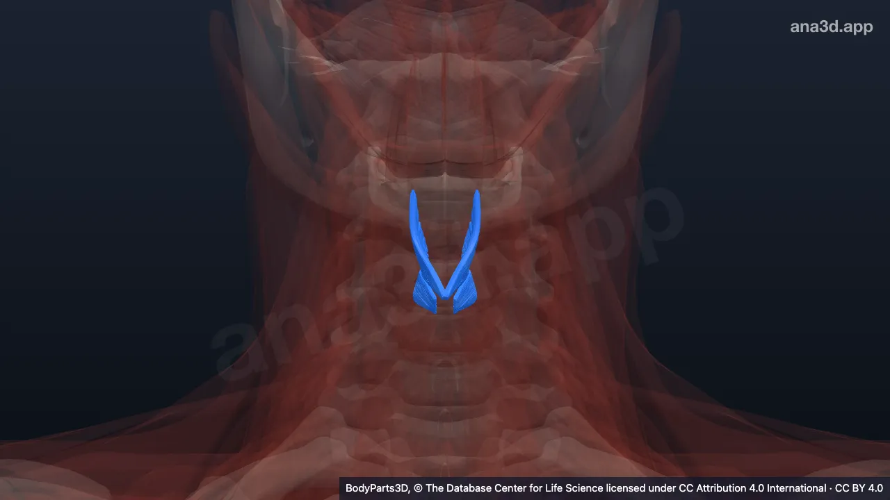 3D model: thyro-arytenoid