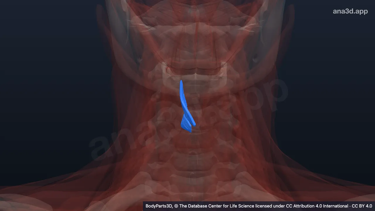 3D-Modell: Rechter Musculus thyroarytenoideus