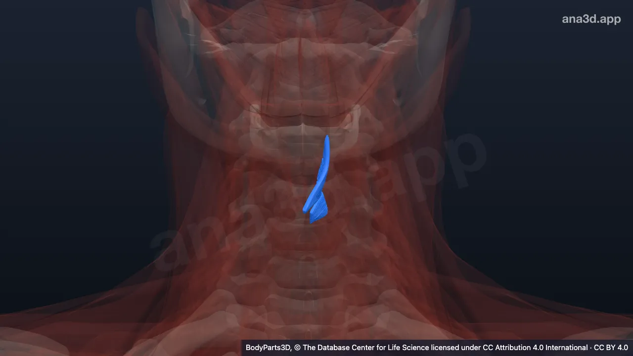 3D model: left thyro-arytenoid