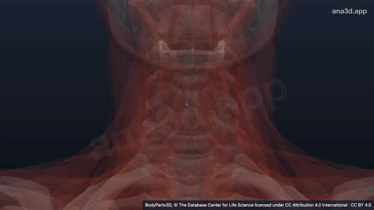 Modelo 3D: Músculo vocal direito