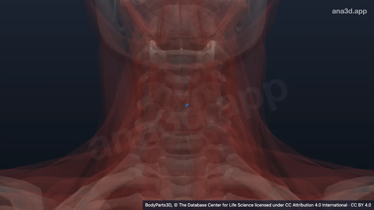 Modelo 3D: Músculo vocal esquerdo