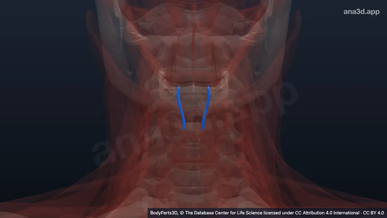 3D model: zone of oblique arytenoid