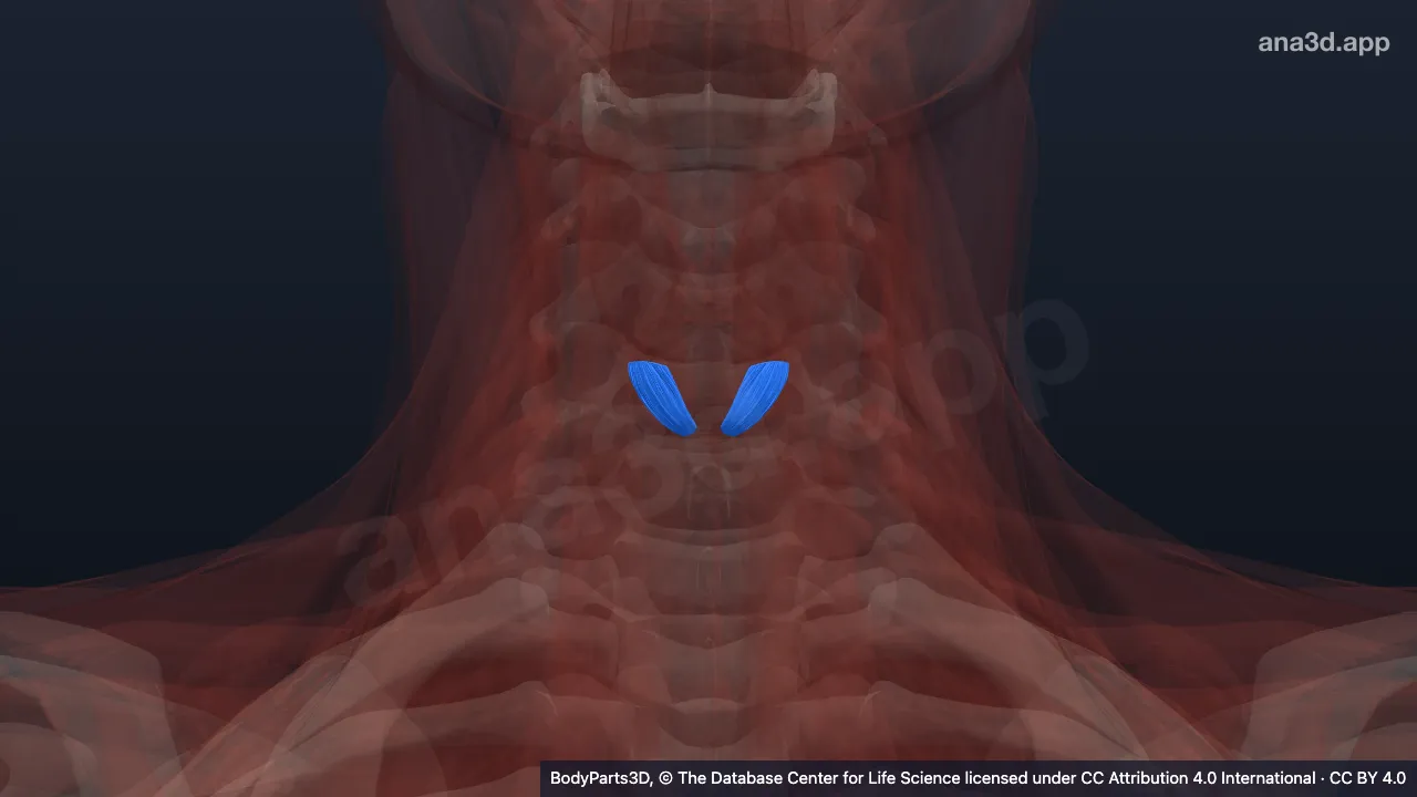 3D model: straight part of cricothyroid
